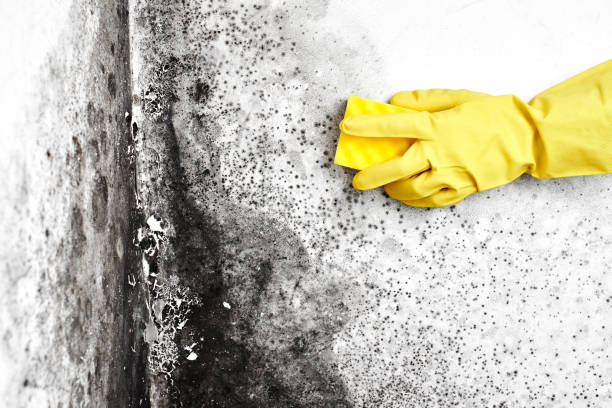 Best Professional Mold Removal  in Harker Heights, TX