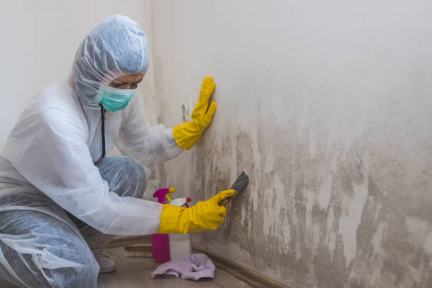 Best Local Mold Removal Service  in Harker Heights, TX