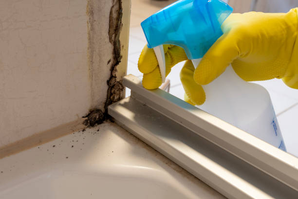 Office Mold Removal Services in Harker Heights, TX