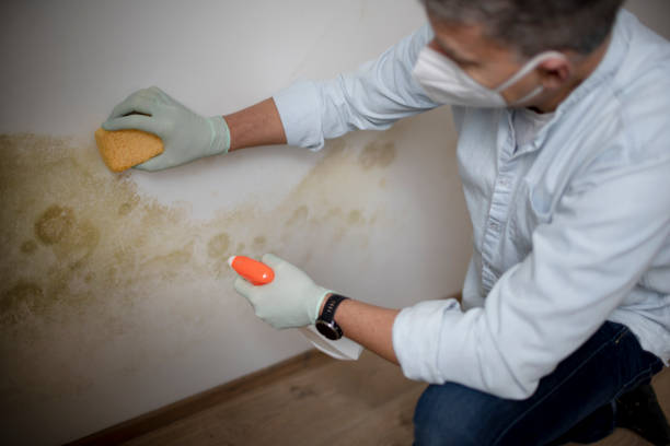 Best Local Mold Removal Service  in Harker Heights, TX