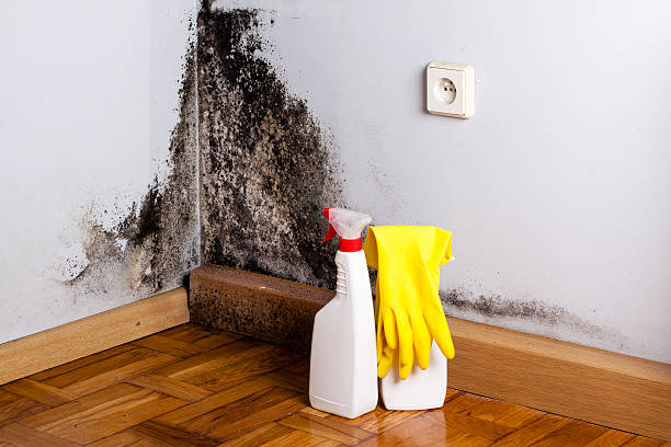 Home Mold Removal in Harker Heights, TX