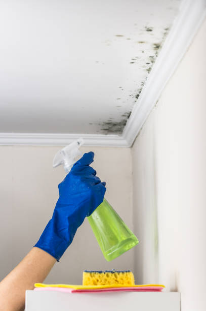 Best Mold Removal Near Me  in Harker Heights, TX